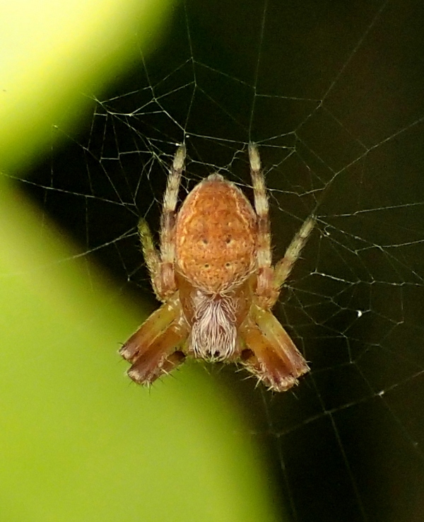 Larinioides sp.